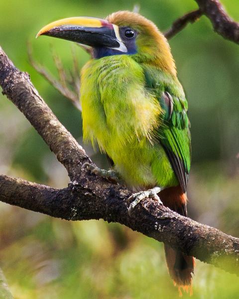 Northern Emerald-Toucanet