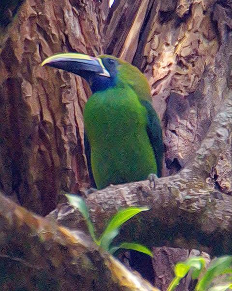Northern Emerald-Toucanet
