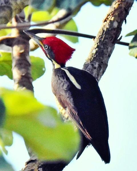 Lineated Woodpecker (Lineated)