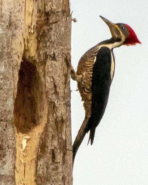 Lineated Woodpecker (Lineated)