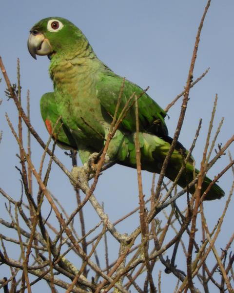 Mealy Parrot (Southern)