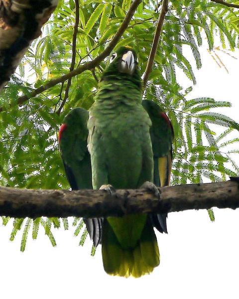 Mealy Parrot (Southern)