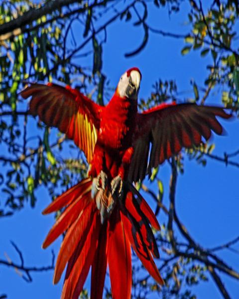 Blue-and-yellow x Scarlet Macaw (hybrid)