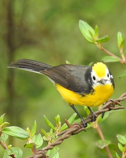 Golden-fronted Redstart (Yellow-fronted)