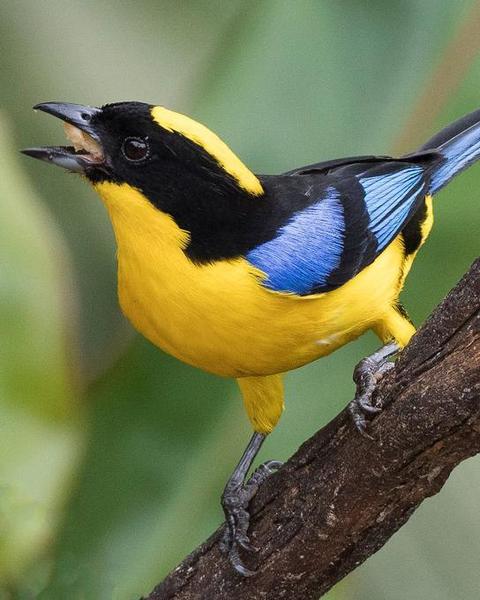 Blue-winged Mountain-Tanager (Blue-winged)