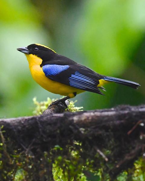 Blue-winged Mountain-Tanager (Blue-winged)