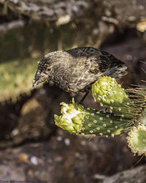 Genovesa Cactus-Finch