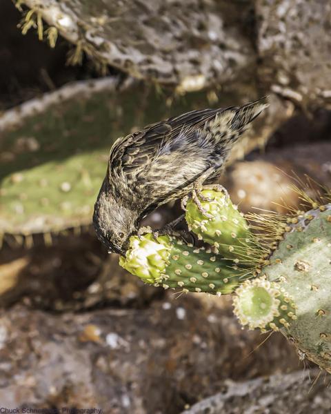 Genovesa Cactus-Finch