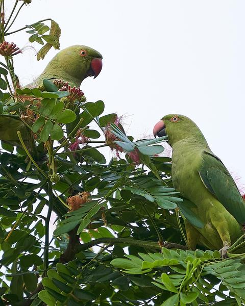 Alexandrine/Rose-ringed Parakeet