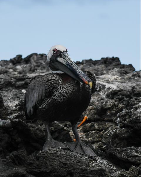 Brown Pelican (Galapagpos)