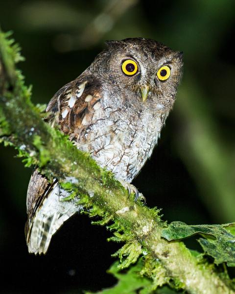 Foothill Screech-Owl