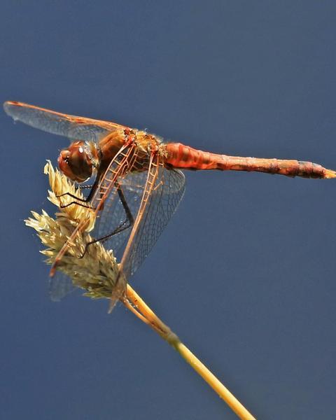 Variegated Meadowhawk