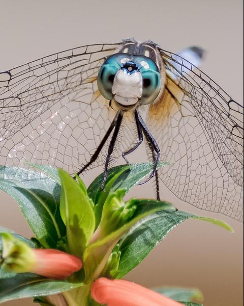 Blue Dasher