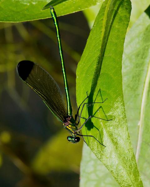 Sparkling Jewelwing