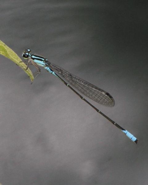Mexican Wedgetail