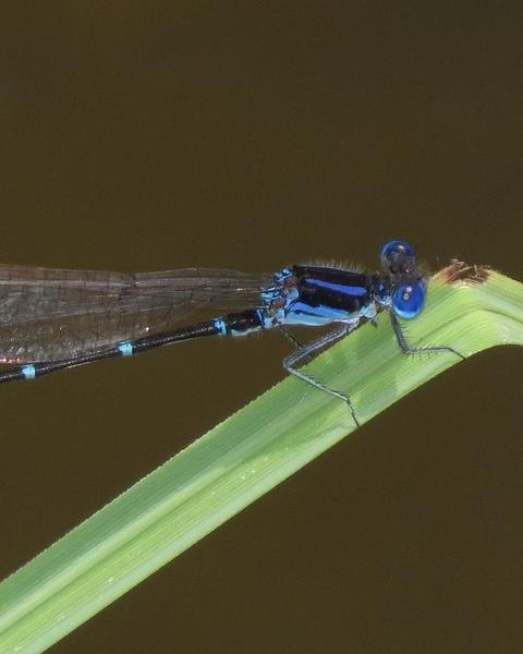 Blue-ringed Dancer