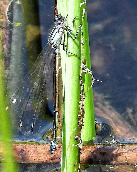 Pacific Forktail