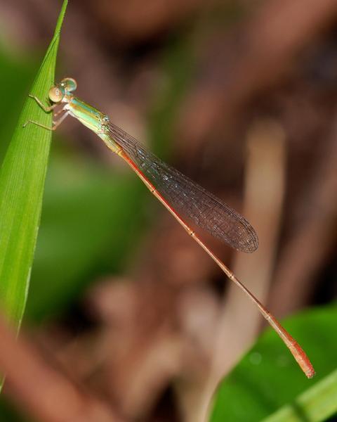 Red-tipped Swampdamsel