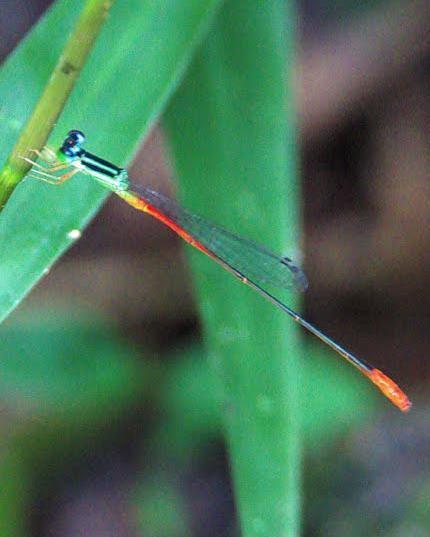Red-tipped Swampdamsel