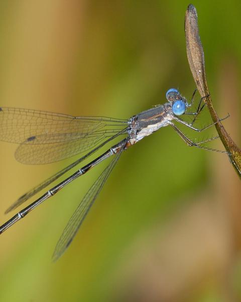 Spotted Spreadwing
