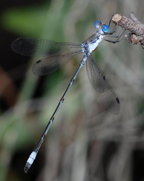 Chalky Spreadwing