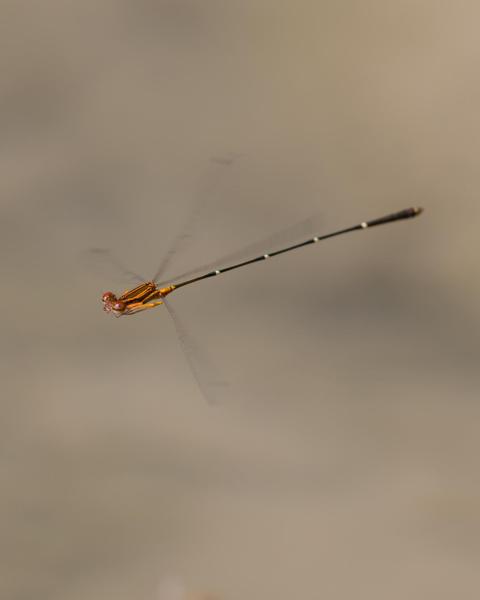 Orange-striped Threadtail