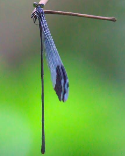 Megaloprepus caerulatus