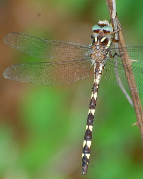 Brown Spiketail
