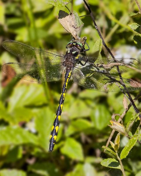 Delta-spotted Spiketail