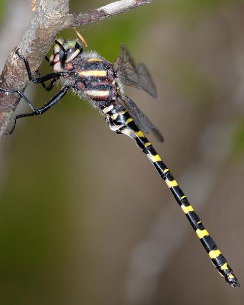 Say's Spiketail
