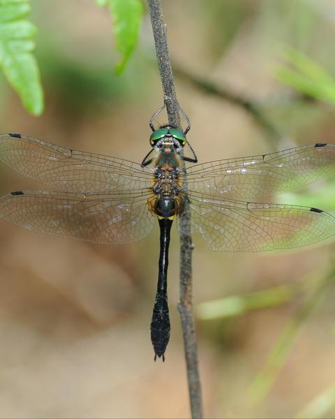 Racket-tailed Emerald