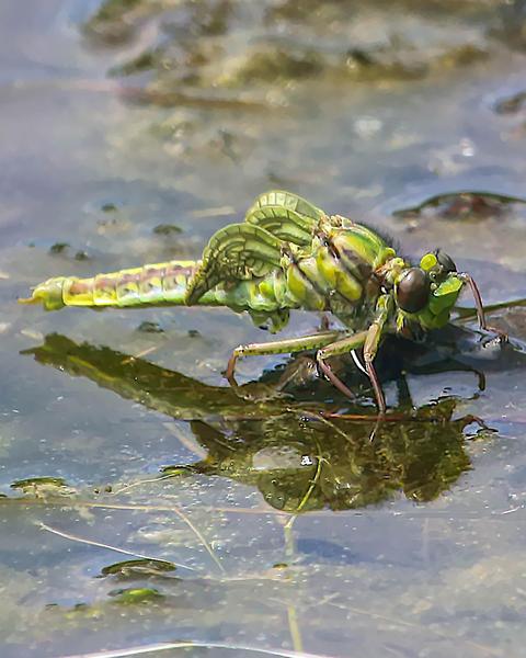 Horned Clubtail