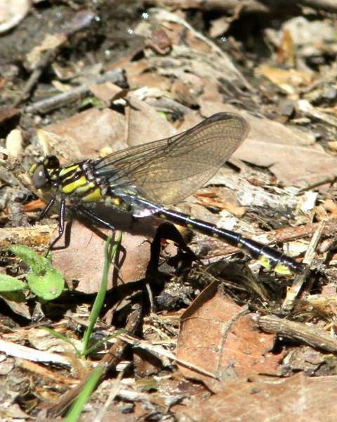 Spine-crowned Clubtail