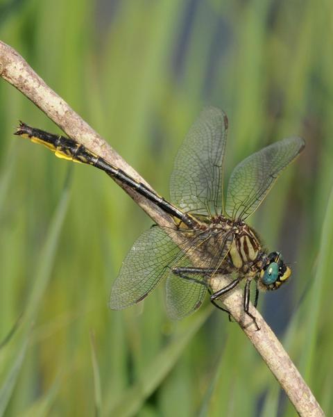 Clearlake Clubtail