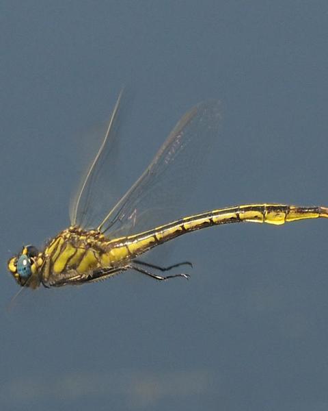 Clearlake Clubtail