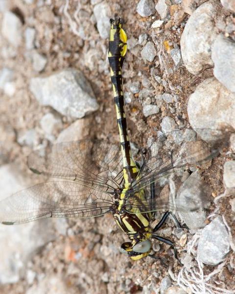Tennessee Clubtail