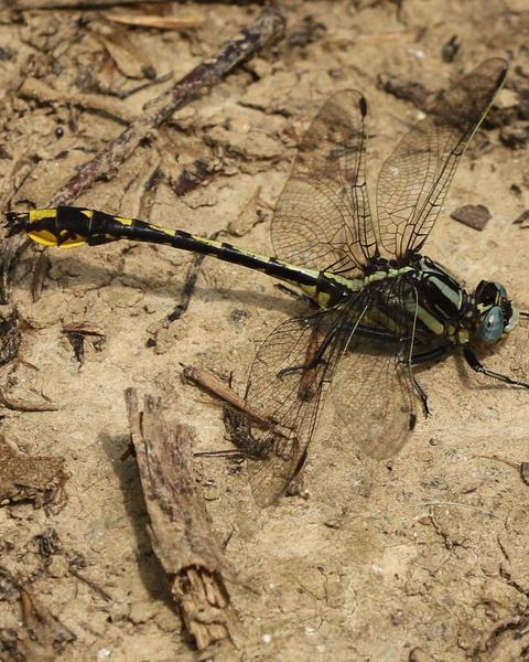 Tennessee Clubtail