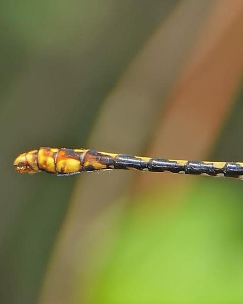 Appalachian Snaketail