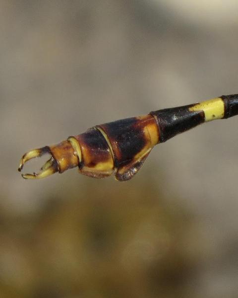 Four-striped Leaftail