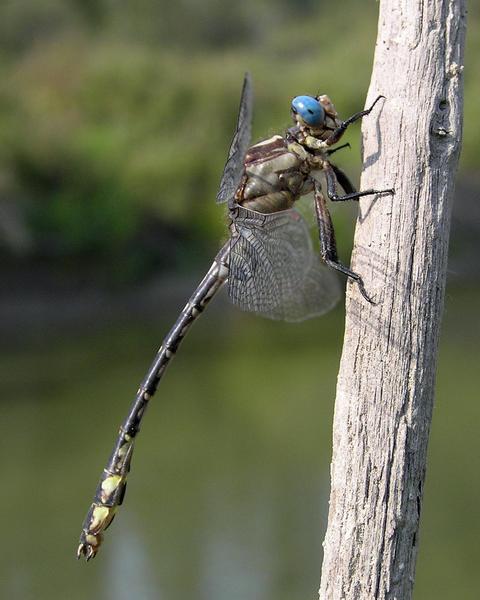 Olive Clubtail