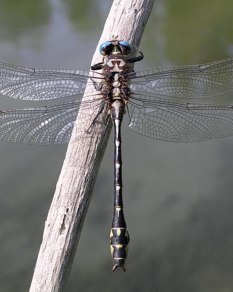 Olive Clubtail