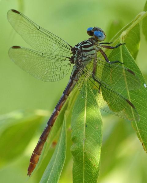 Russet-tipped Clubtail