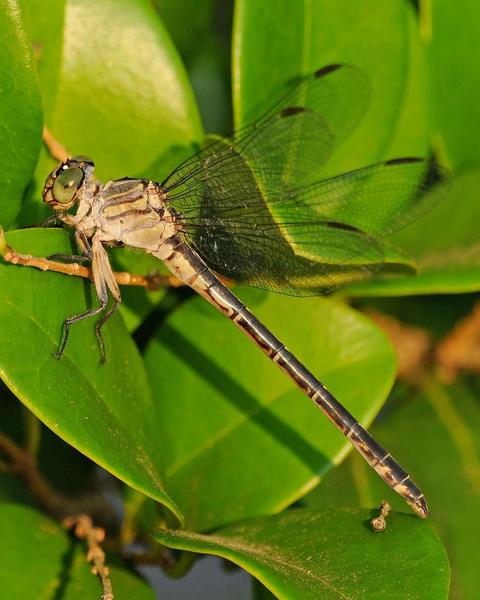 Townes' Clubtail