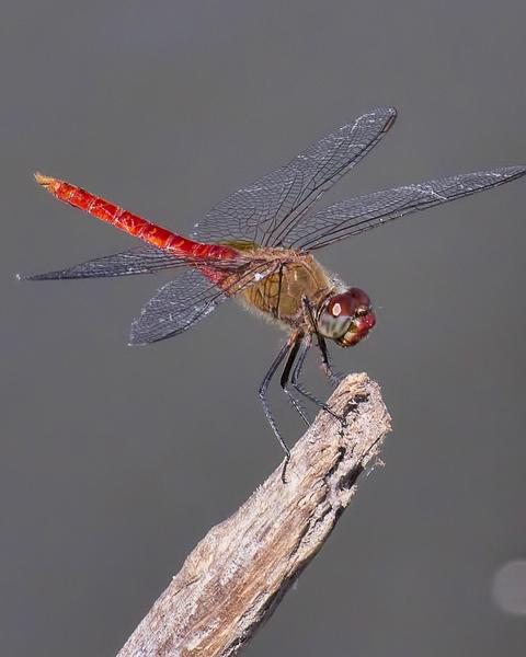 Red-tailed Pennant