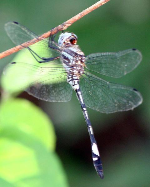 Pale-faced Clubskimmer