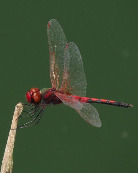 Red-veined Pennant