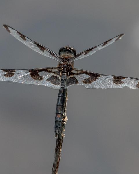 Banded Pennant