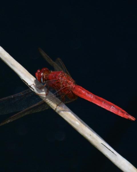 Scarlet Skimmer