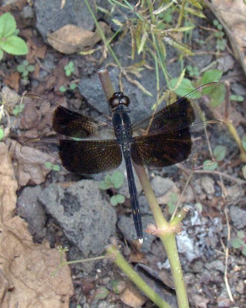 Black-winged Dragonlet