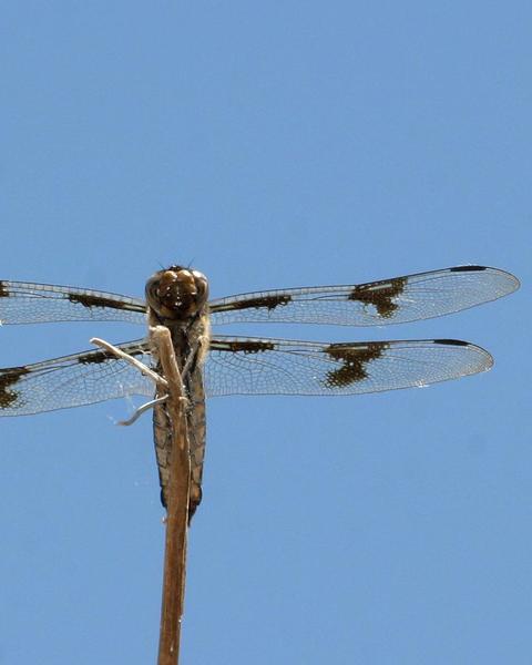 Eight-spotted Skimmer